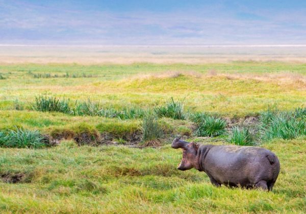 Safari en Tanzanie - Hippopotame - Tourisme équitable